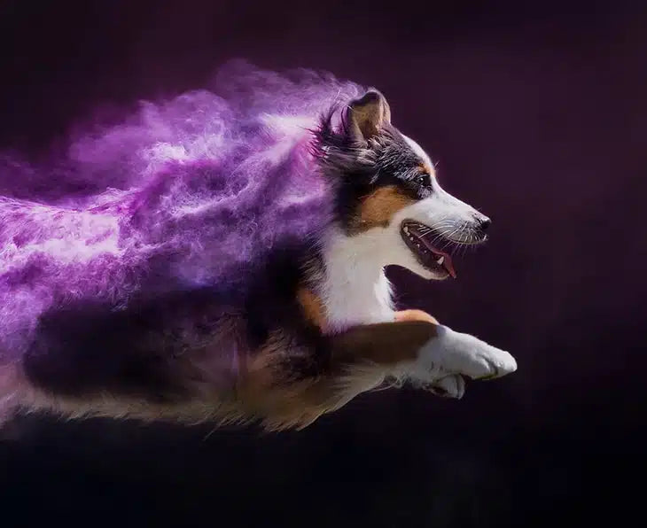 Activet® — grooming, the Monti Group way